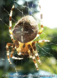 Spinne