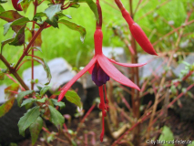 Fuchsie 'Ire'