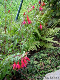 Fuchsie 'Bernisser Hardy'