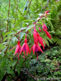 Fuchsie 'Bernisser Hardy' Blüten