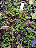 Fuchsia procumbens