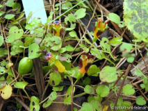 Fuchsia procumbens Blüten + Frucht