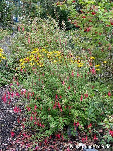 Fuchsia magellanica Gracilis