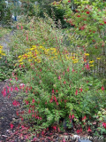 Fuchsia magellanica Gracilis