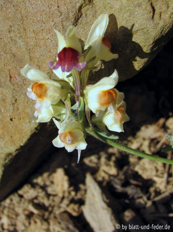 Linaria aeruginea
