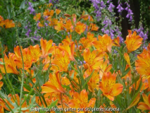Alstroemeria