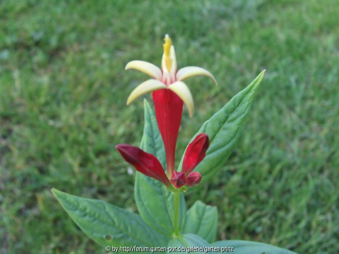 Spigelia marilandica 1 (2011/08)
