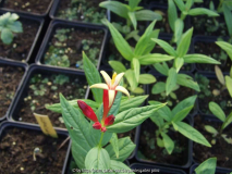 Spigelia marilandica 2 (2011/08)