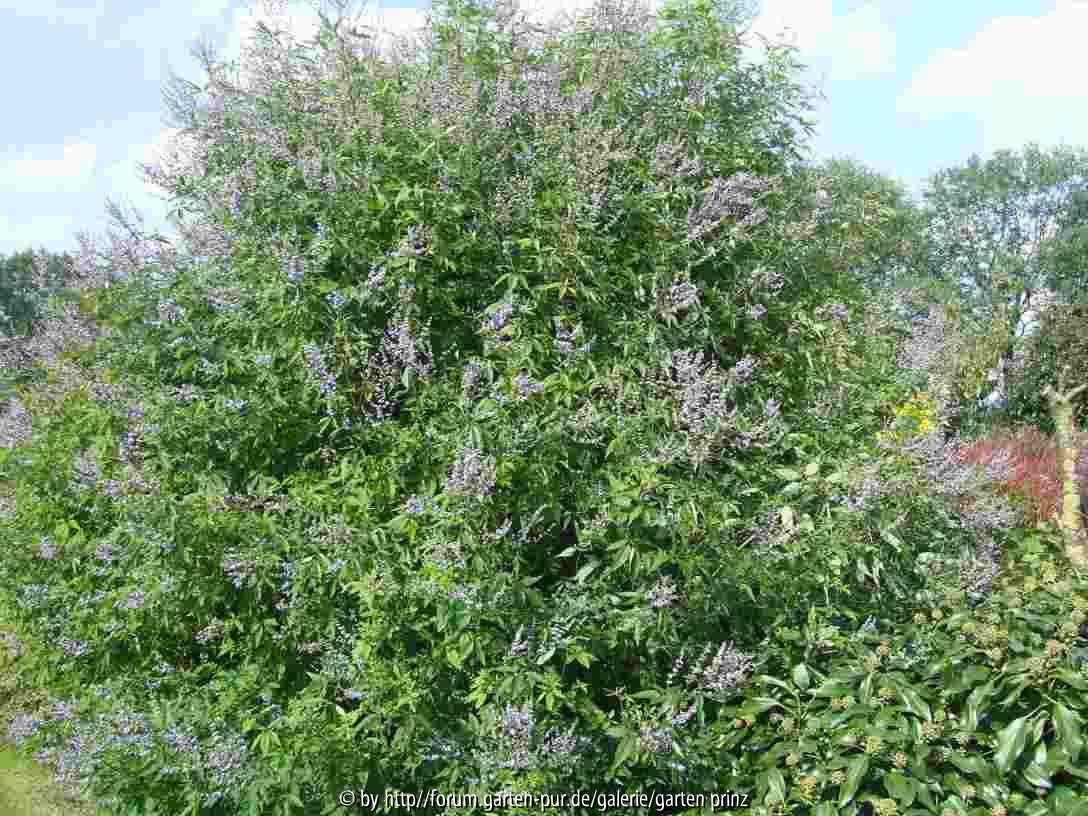 Vitex negundo (2011/08)
