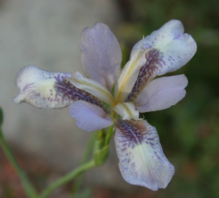 Iris dichotoma