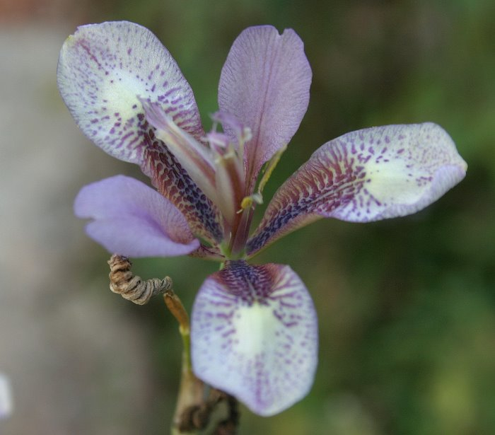Iris dichotoma