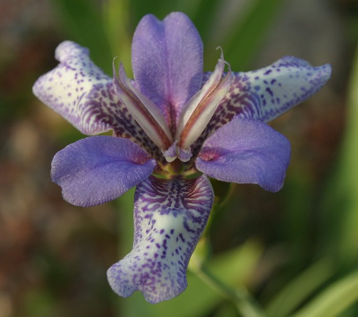 Iris dichotoma