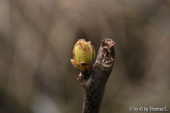 Knospe der Birnenquitte