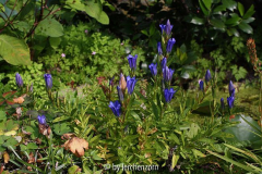 Lungen-Enzian (Gentiana pneumonanthe)