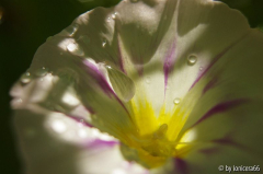 convolvulus tricolor