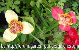Meine Tigridia