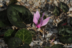 Cyclamen graecum 20110824.jpg