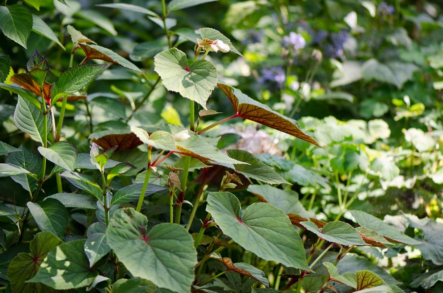 Begonia grandis subsp. evansiana var. alba