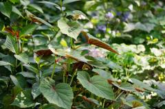 Begonia grandis subsp. evansiana var. alba