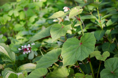 Begonia grandis subsp. evansiana var. alba