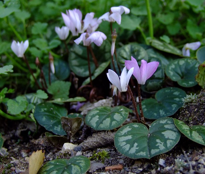 Cyclamen intaminatum