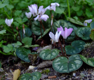 Cyclamen intaminatum