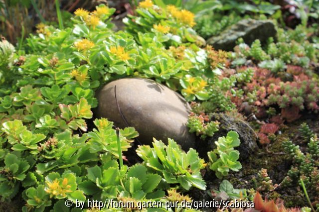 Teppich-Sedum
