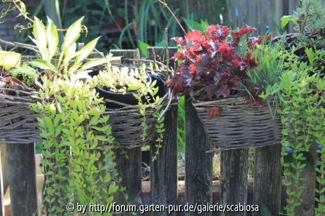 Sedum hängend