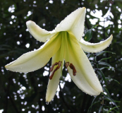 Lilium sulphureum