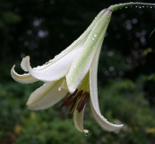 Lilium sulphureum