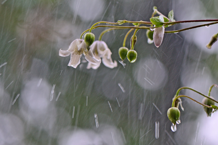 Kaiu im Regen