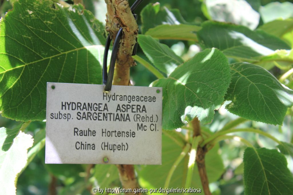Hydr. asp. sargentiana