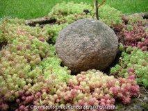 Sedum unbekannt