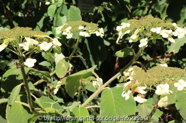 Hydr. asp. sargentiana Triebe und Blüten