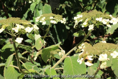 Hydr. asp. sargentiana Triebe und Blüten