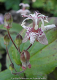 Tricyrtis macropoda