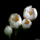 Colchicum Innocence