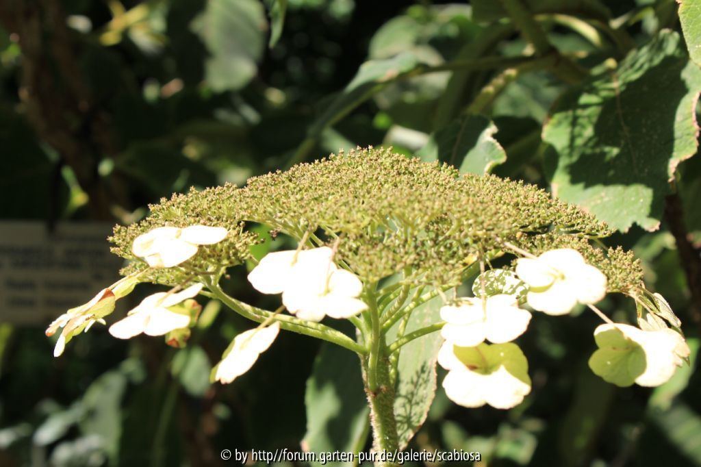 Hydrangea asp. sarg. Blüte