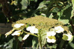 Hydrangea asp. sarg. Blüte