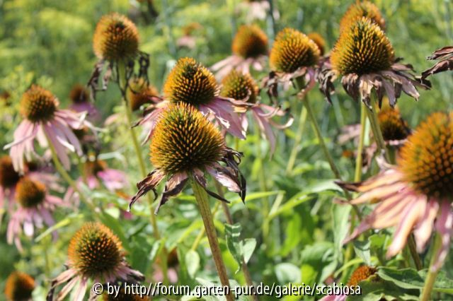 Echinacea angustifolia