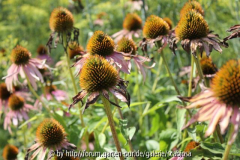 Echinacea angustifolia