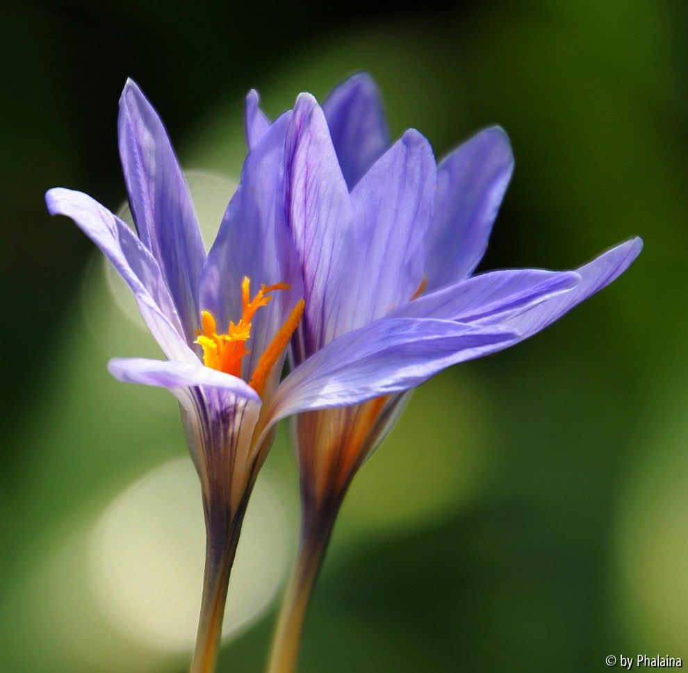 Crocus cancellatus ssp. cancellatus