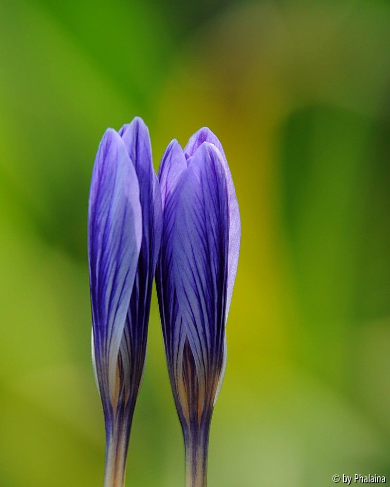 Crocus cancellatus ssp. cancellatus knospig