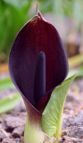 Arum pictum