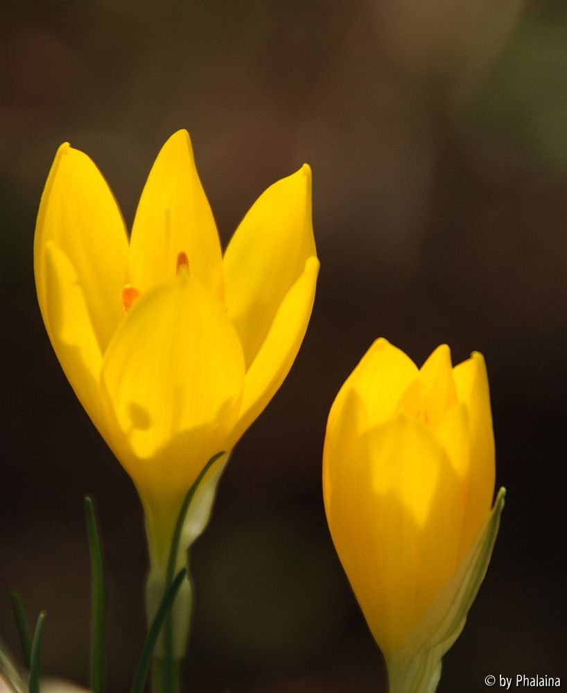 Sternbergia sicula