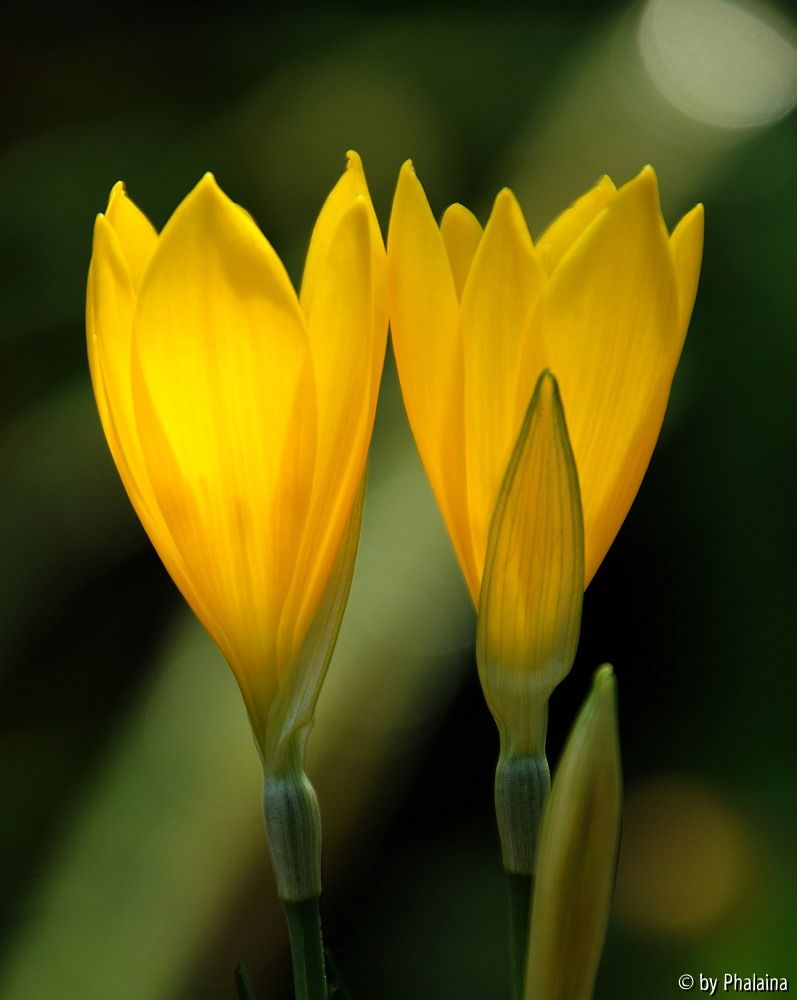 Sternbergia sicula