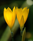 Sternbergia sicula