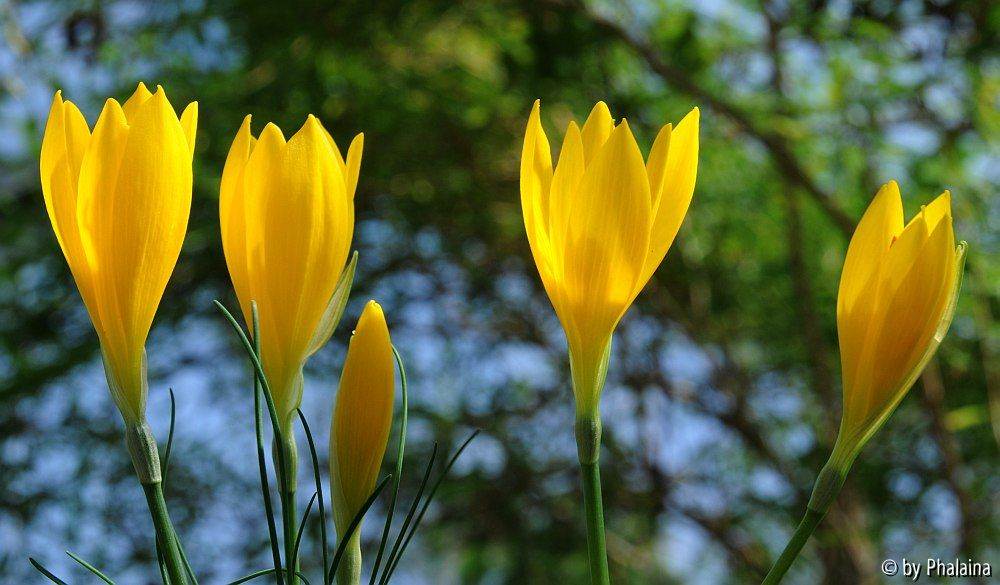 Sternbergia sicula Gruppe