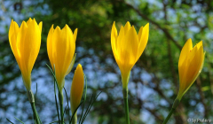 Sternbergia sicula Gruppe