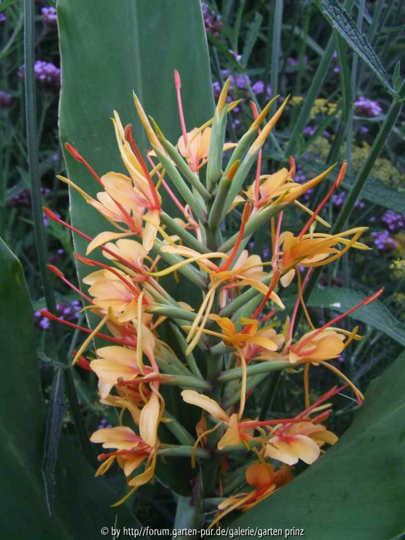 Hedychium coccineum Tara (2011/08)